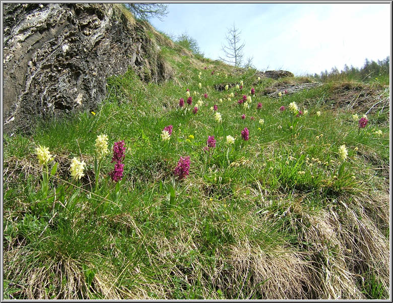 Safari botanico all''Alpe Devero